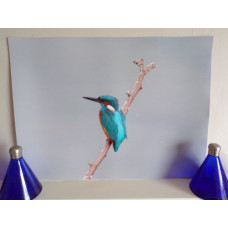 A Kingfisher In Norfolk Fishing Photograph Print A4 Size 