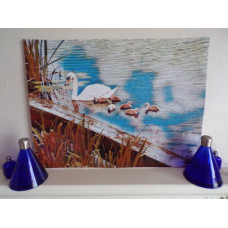 Swan & Cygnets Well Creek Norfolk Art Print A4 Size Matt Finish 