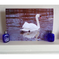 Swan Swimming Norfolk Fen Photograph Print A4 Size 