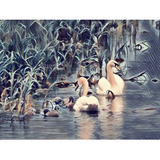 Swans & Cygnets Feeding Norfolk Fen Art Print A4 Size Matt Finish 