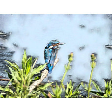 Kingfisher Art Picture A4 Size (5)