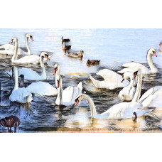 Swans & Ducks Norfolk Art Print A4 Size Matt Finish 