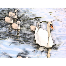 Swans Cygnets The Fens Norfolk Art Print A4 Size Matt Finish 