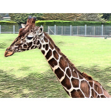 Giraffe Head Art Print A4 Size Matt Finish 