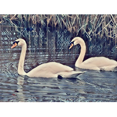 Swans Swimming Norfolk Fen Art Print A4 Size Matt Finish 
