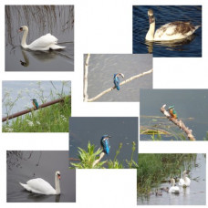 Swans & Kingfishers Greetings Cards Pack of 8 A5 Size Blank Inside 