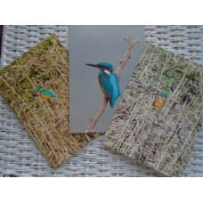Kingfisher Photograph Greetings Cards Pack 3 A5 Size 