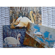 Swans Art Greetings Cards Pack 3 A5 Size Designed & Printed In Norfolk 