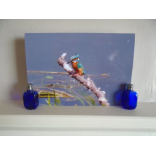 A Kingfisher In Norfolk Fishing Photograph Print A4 Size (b)