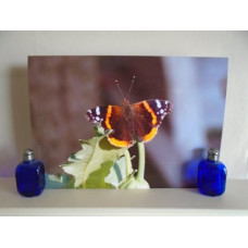 Butterfly On Plant A4 Photo Print 