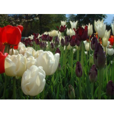 Tulips Photograph A4 Picture Glossy Finish 