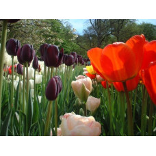 Tulips (B) Photograph A4 Picture Glossy Finish 