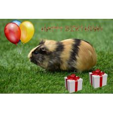 Guinea Pig Happy Birthday Card A5 Size With Envelope 