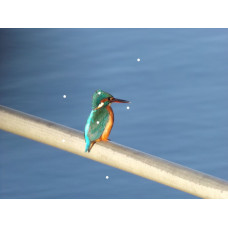 A Kingfisher Looking In Norfolk Photograph Print A4 Size 
