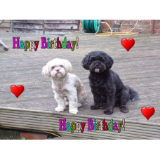 Cute Dogs Happy Birthday Card A5 Size With Envelope 