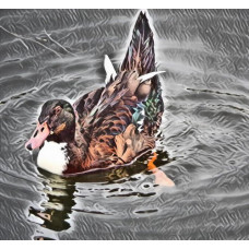 Duck Art Print  Norfolk Fens A4 Size Matt Finish 