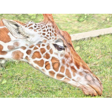 Giraffe Head Art Print A4 Size Matt Finish 